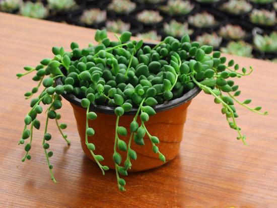 多肉佛珠—珍珠吊兰