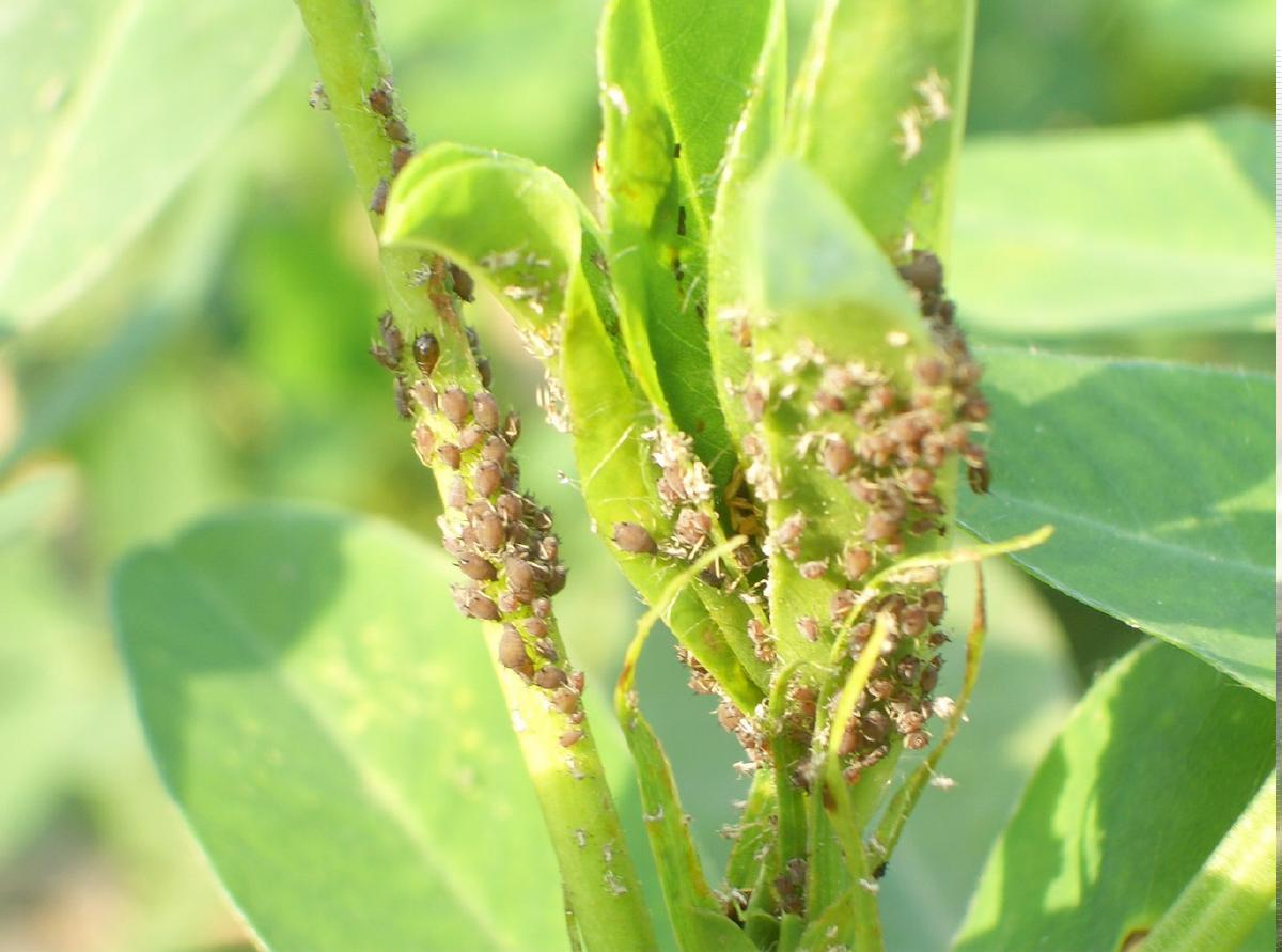 花生发生了病虫害不要盲目打药,应掌握花生习性,科学进行防治