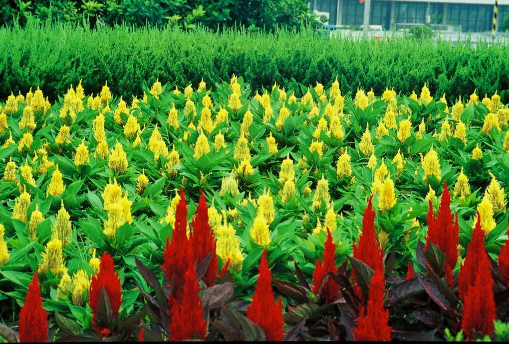 鸡冠花:色彩多样,鲜艳明快,花期长,是著名的露地草本花卉
