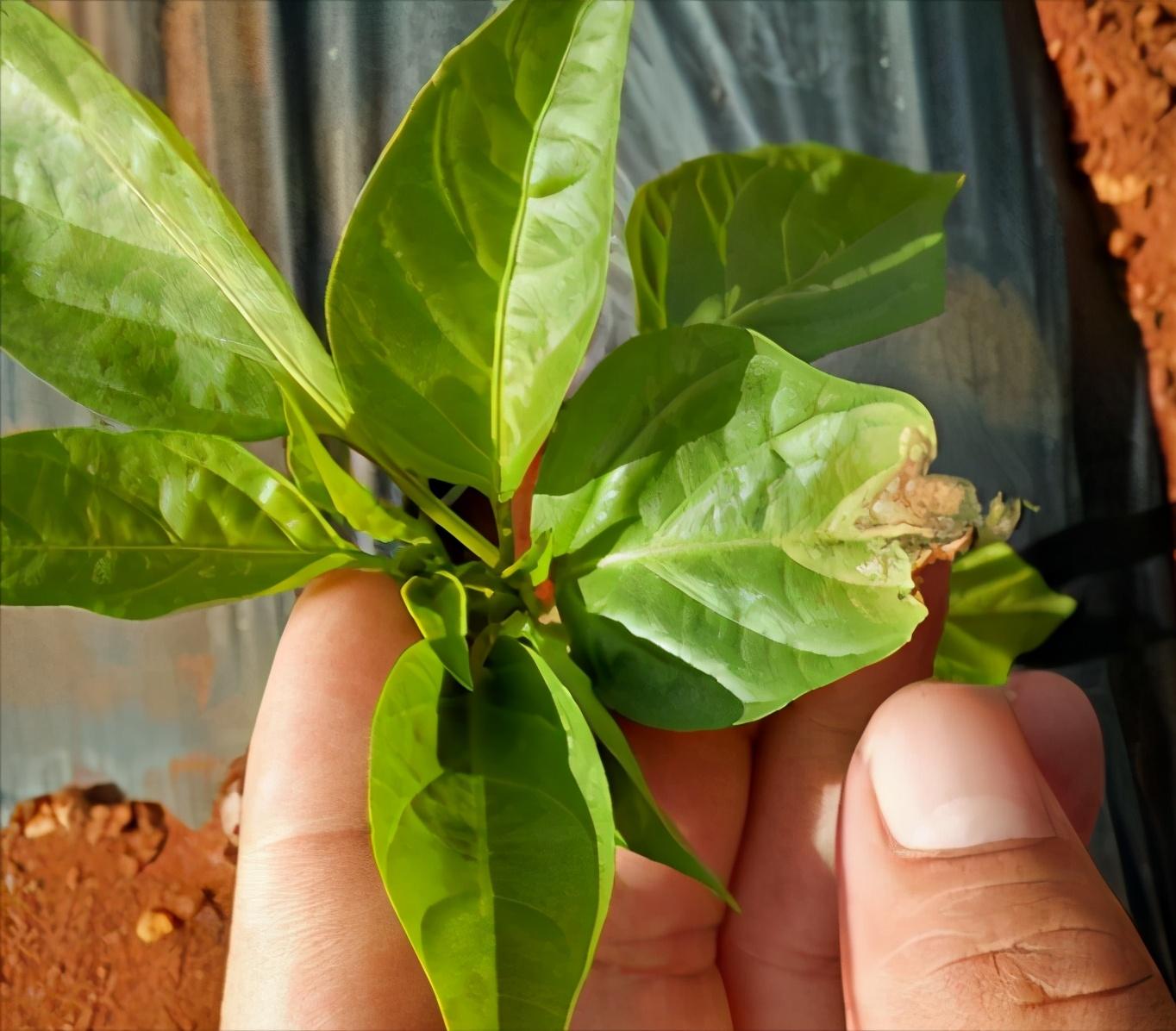 辣椒灰霉病易造成烂腰烂头,掌握发病症状和规律,用4招有效防治