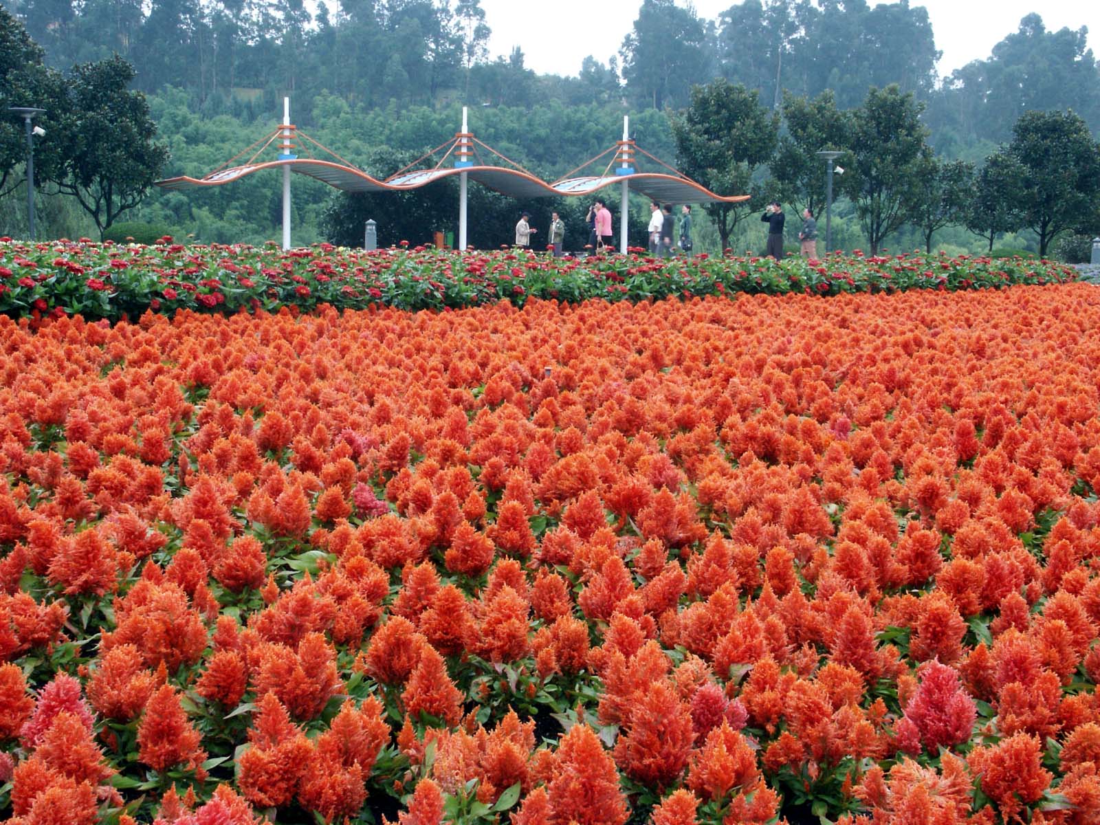 鸡冠花:色彩多样,鲜艳明快,花期长,是著名的露地草本花卉
