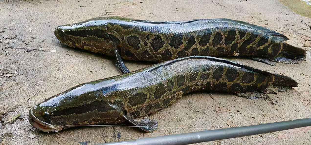 蛇头鱼入侵美国,不仅能陆地滑行,还能离水呼吸,美国:看见就杀