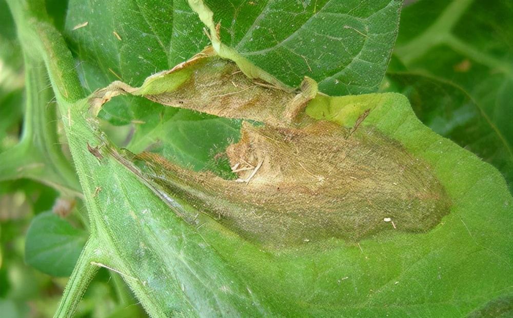 辣椒灰霉病易造成烂腰烂头,掌握发病症状和规律,用4招有效防治