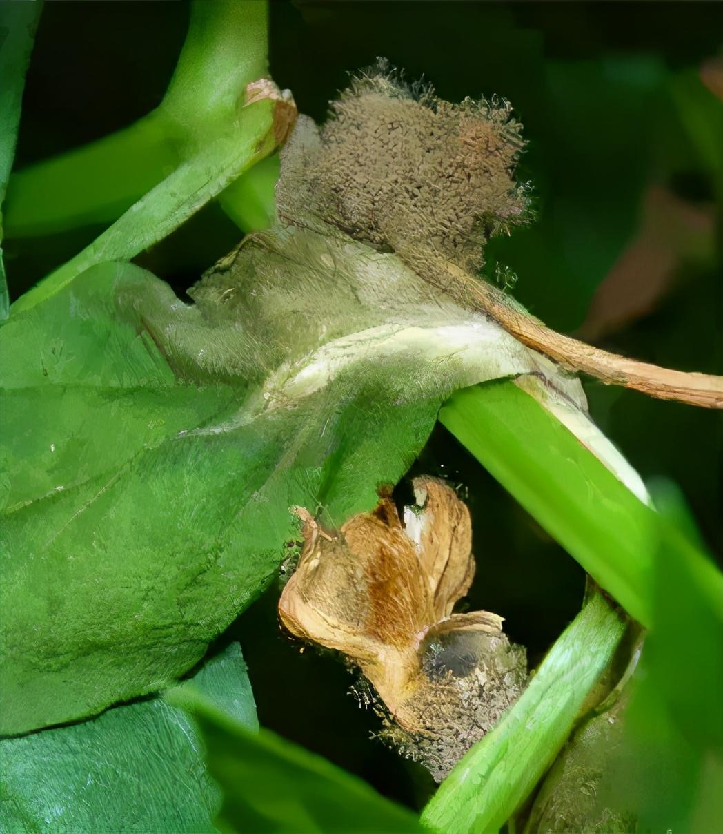 辣椒灰霉病易造成烂腰烂头,掌握发病症状和规律,用4招有效防治