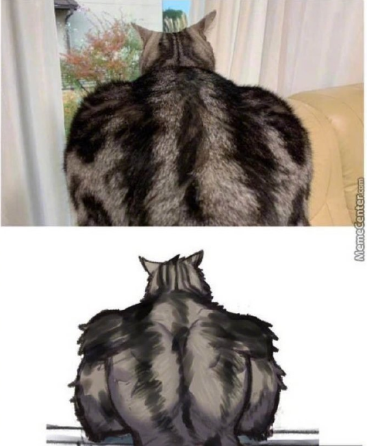 全网最强肌肉猫,号称喵届阿诺,不服不行了!