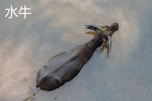 黄牛皮和水牛皮有区别