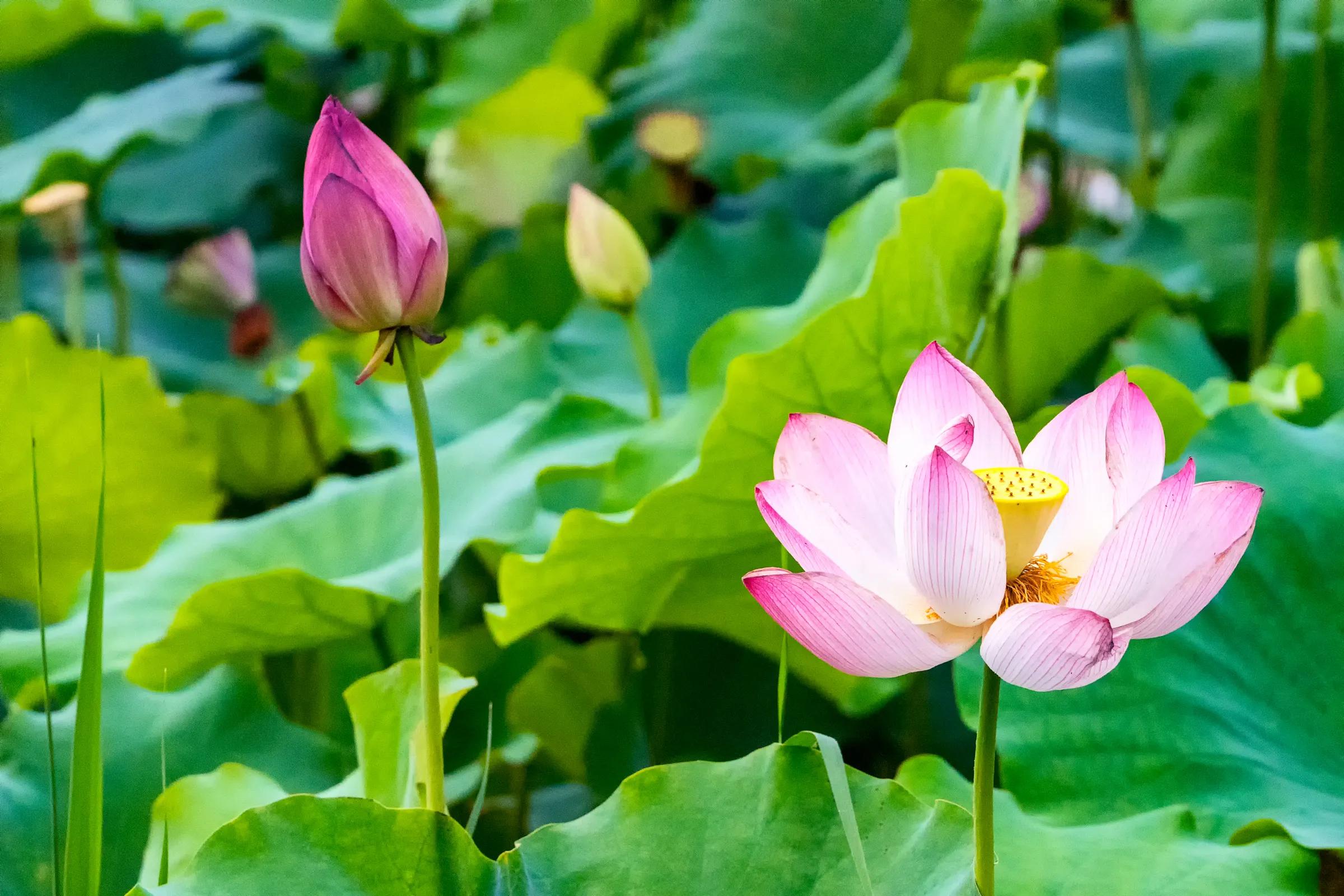 最漂亮荷花大全 竖屏图片