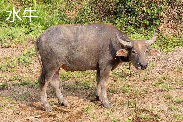 黄牛皮和水牛皮有区别