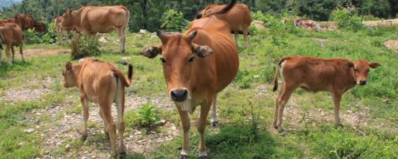 黄牛皮和水牛皮有区别