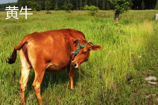 黄牛皮和水牛皮有区别