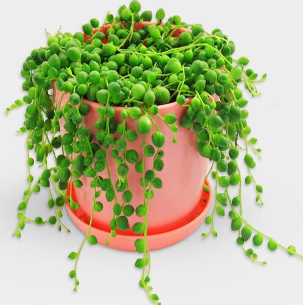 多肉佛珠—珍珠吊兰