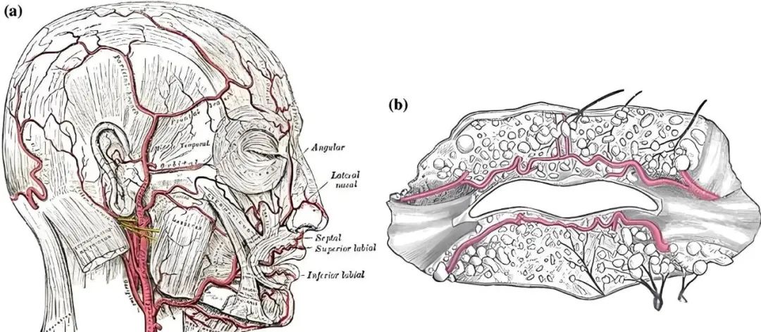 嘴唇血管分布图片