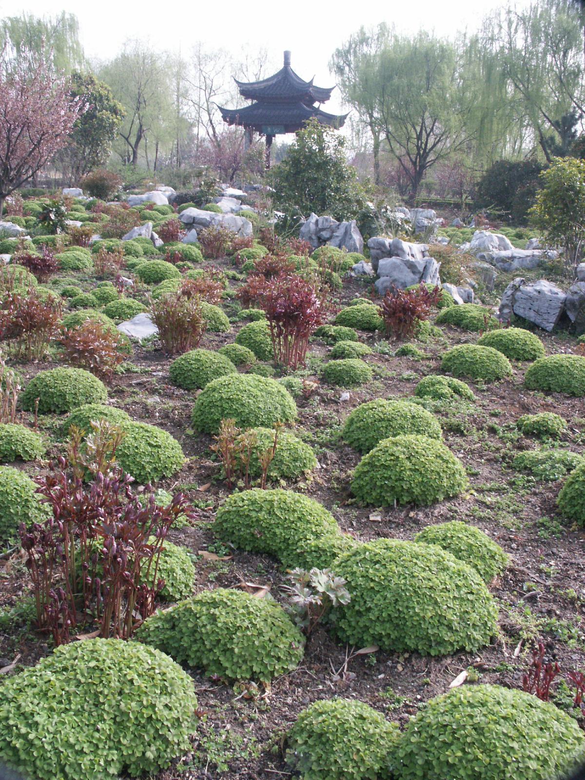 红花酢浆草叶子图片