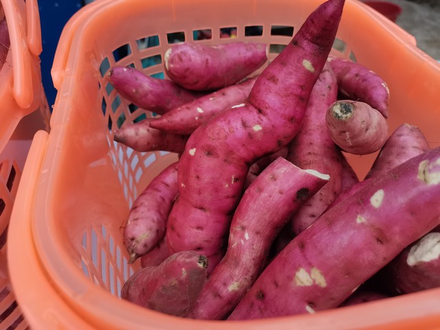 地瓜能生吃么 baijiahao.baidu.com