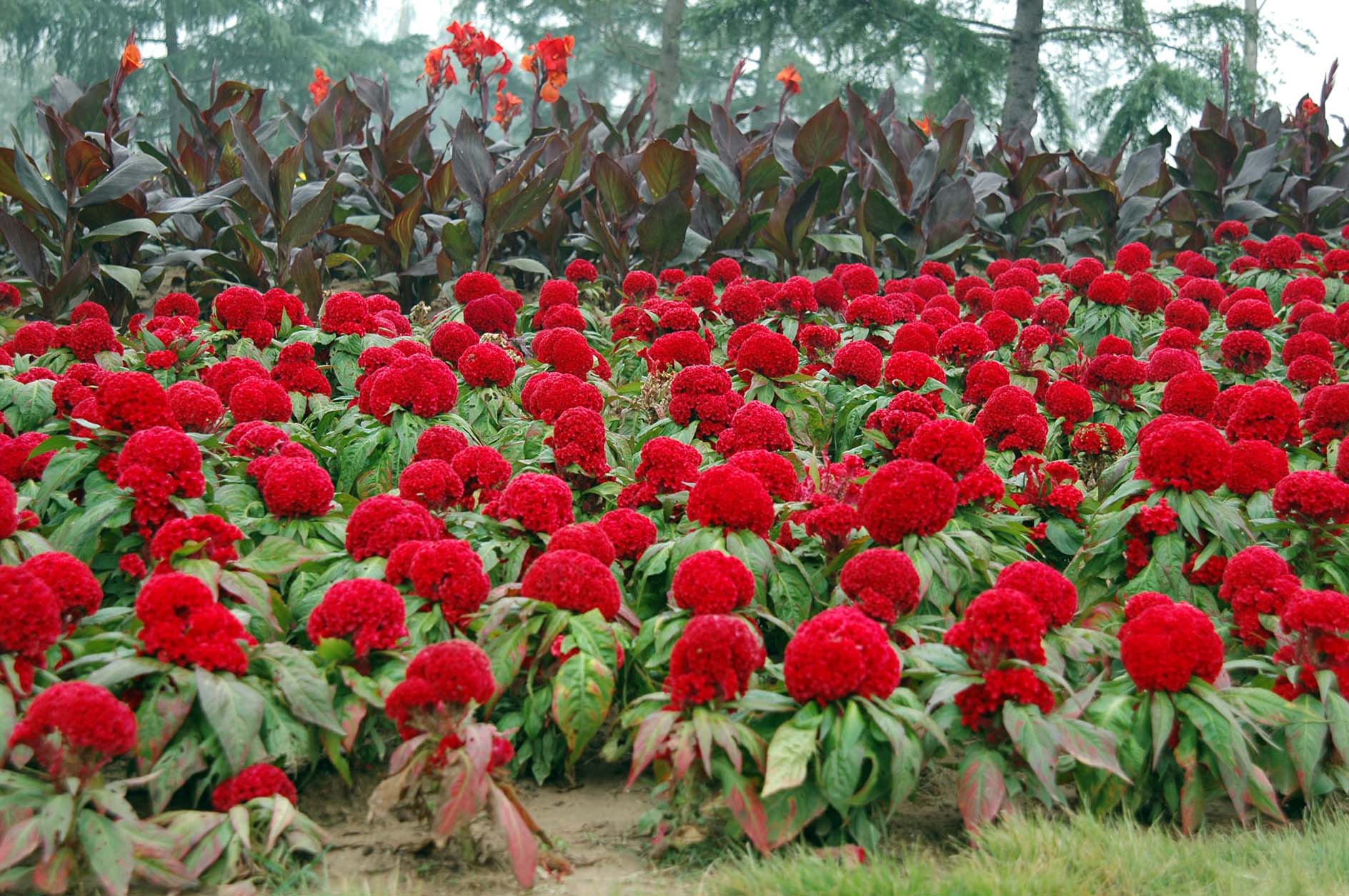 鸡冠花:色彩多样,鲜艳明快,花期长,是著名的露地草本花卉