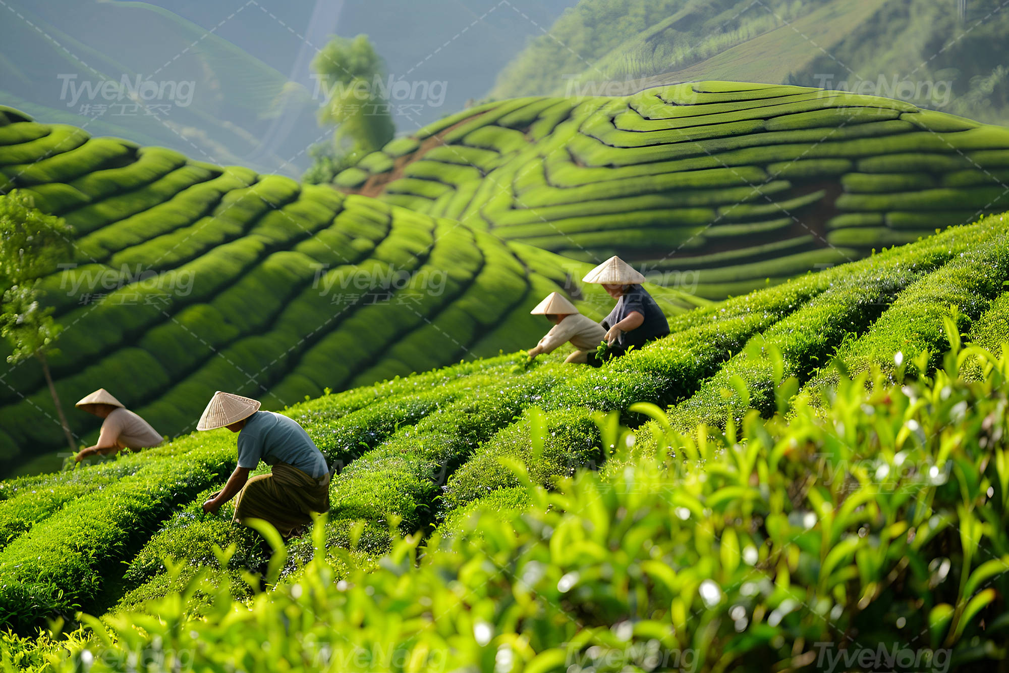 采摘好茶先从除草做起