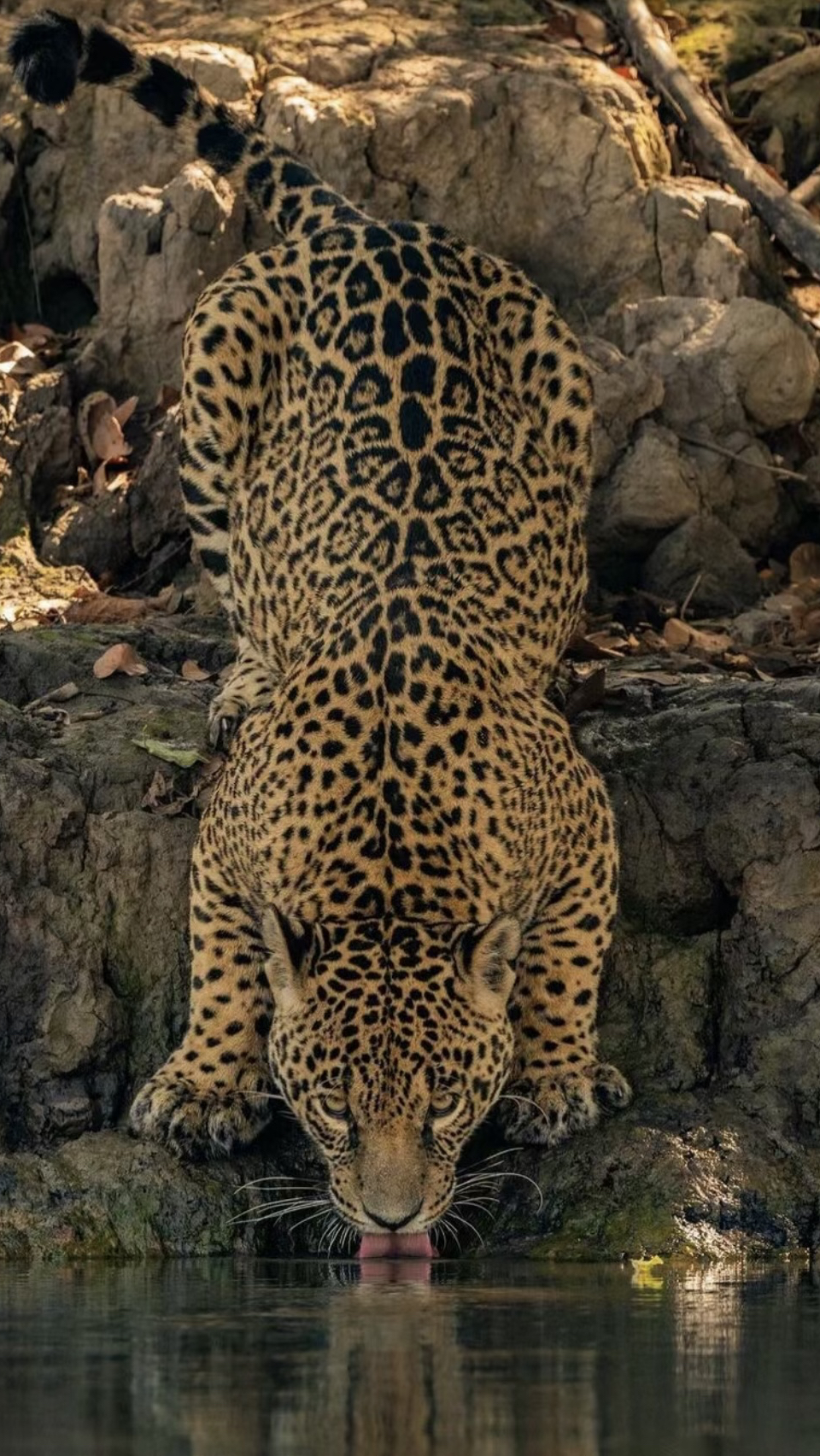 美洲虎猎杀鳄鱼,却遭到皮鞋的反杀,牛老二见状路见不平一声吼