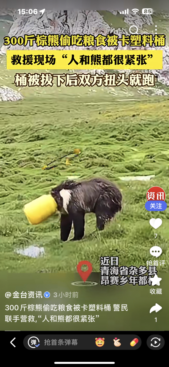 青海棕熊吃女人图片图片