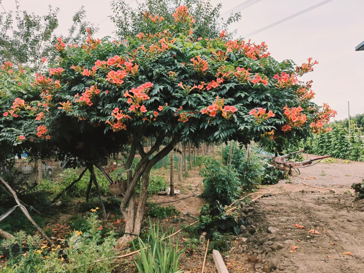 凌霄,又称为堕胎花,过路蜈蚣等,是紫葳科的一种落叶藤本植物