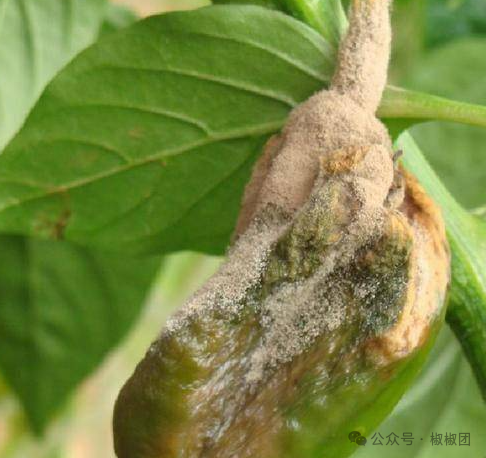 连阴雨天霸屏,辣椒"灰霉病"易高发,没有好法来治它?