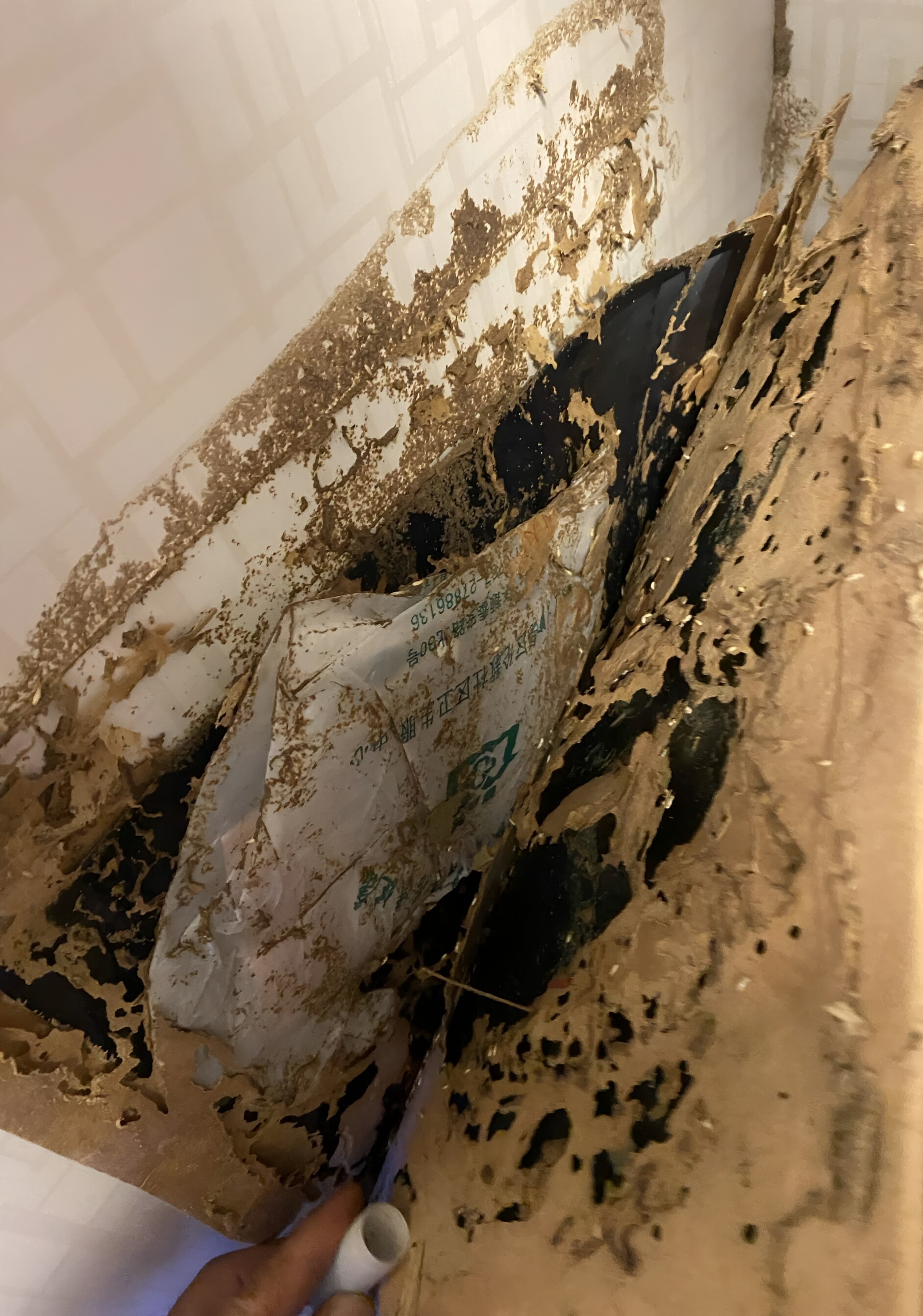 白云区灭白蚁除白蚁