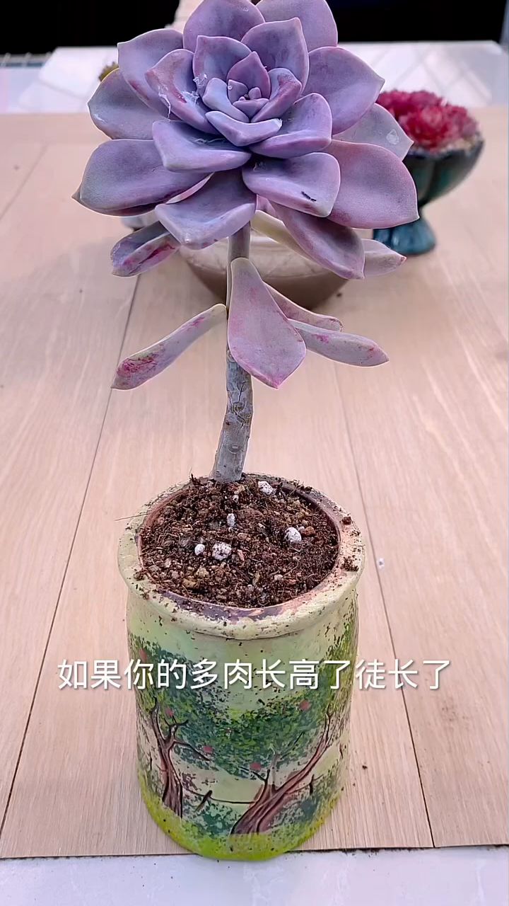 多肉徒长了怎么办?