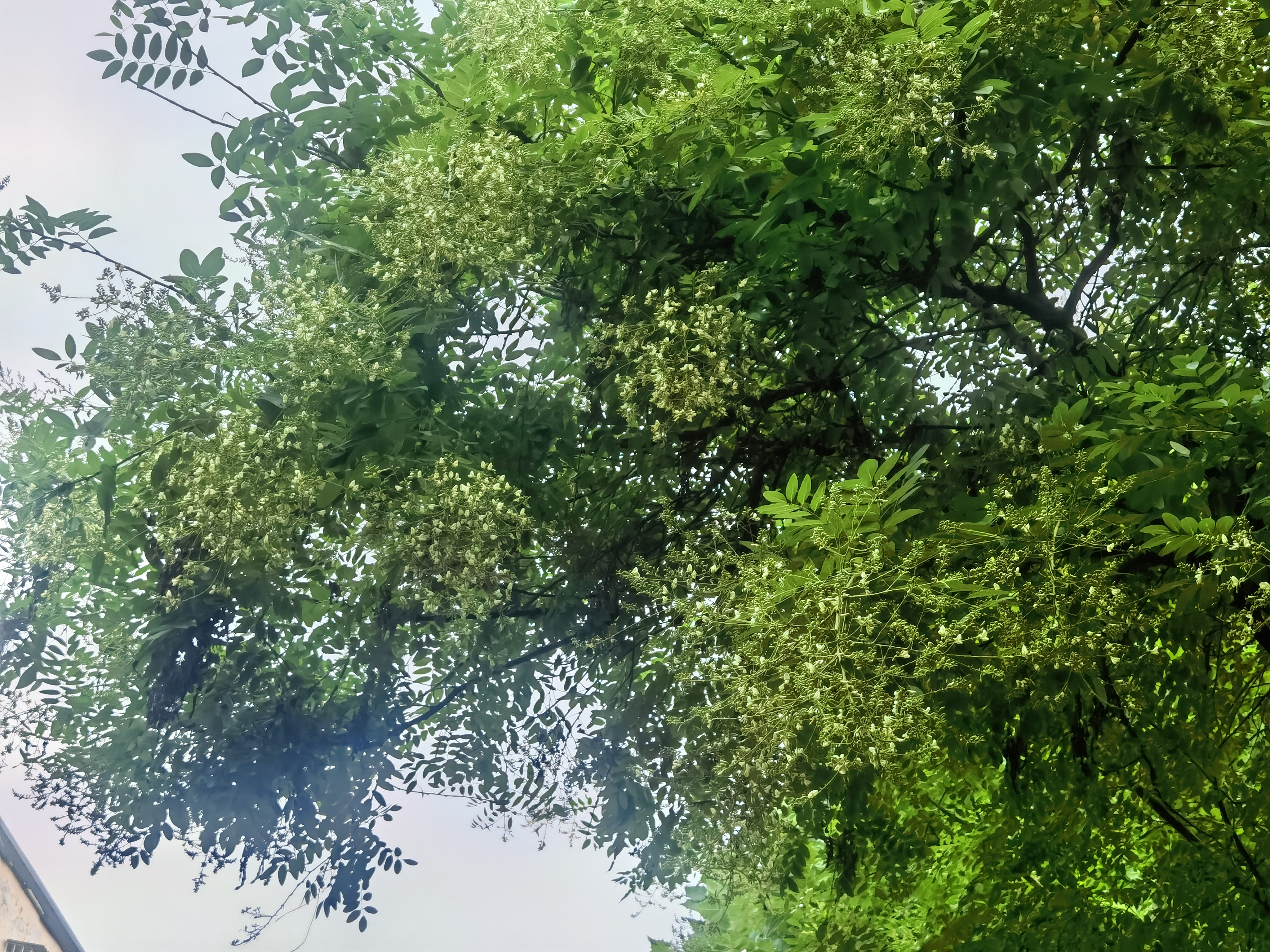 与洋槐树不同的是,除了树木本身的用处外,还有清热去火的药用价值