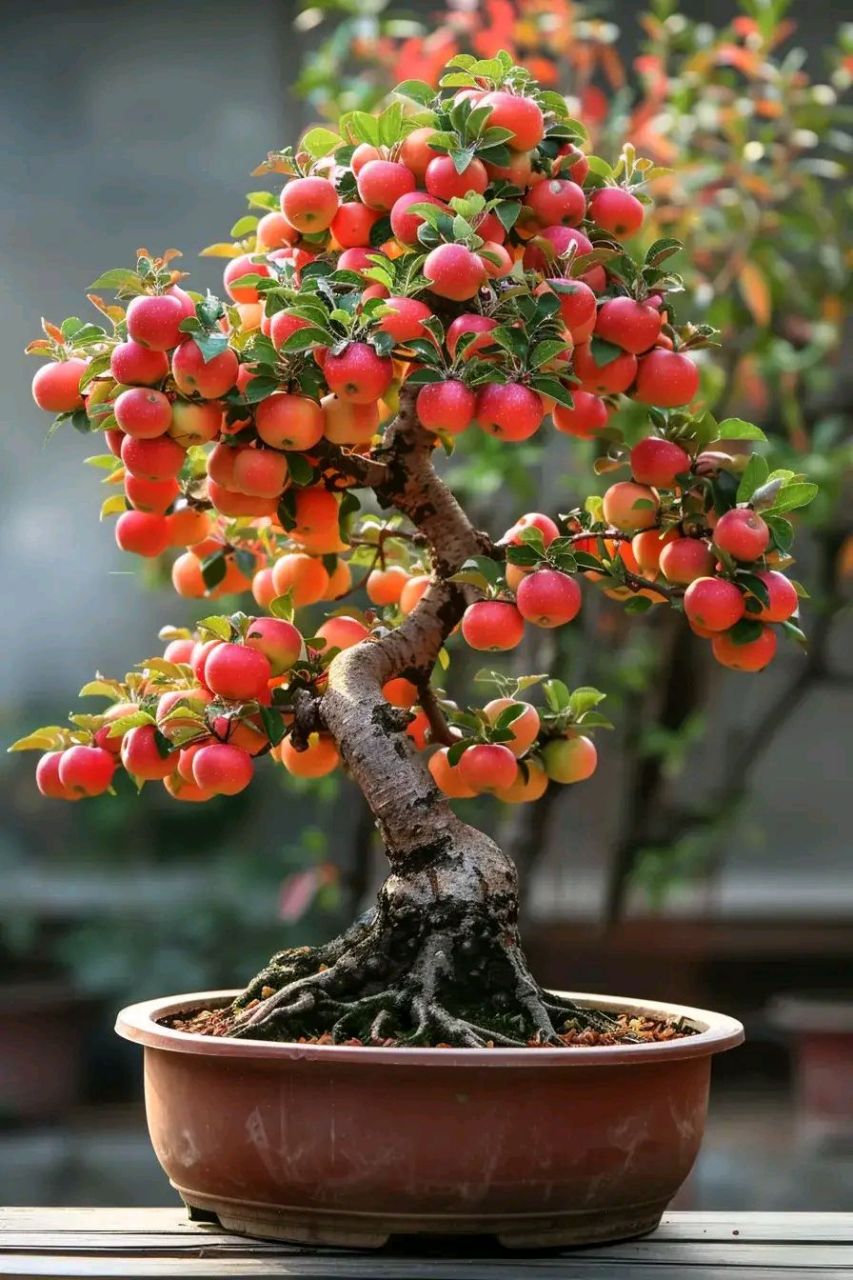 雅趣 | 盆景艺术