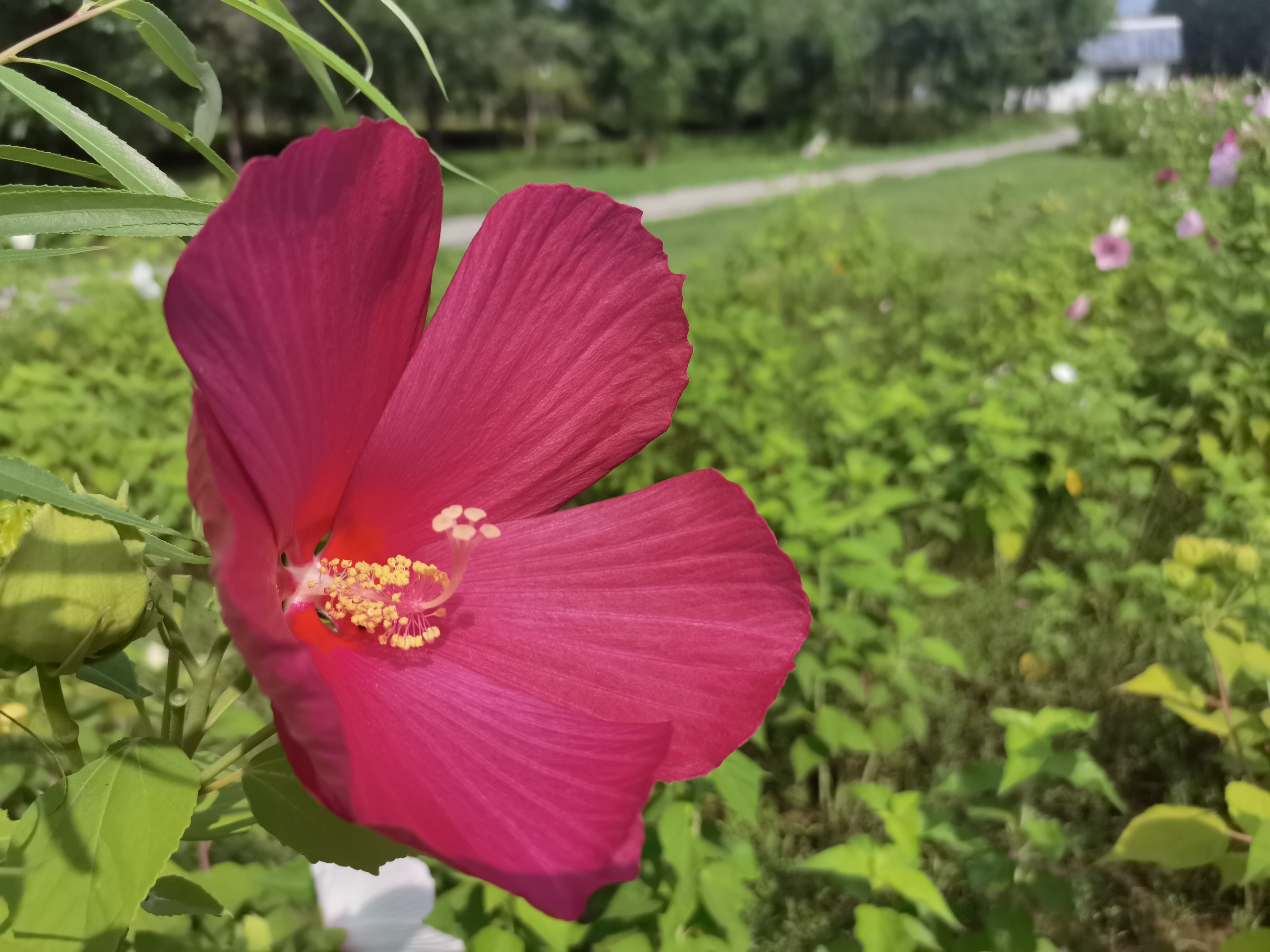 大花秋葵是秋葵吗?20多厘米的花头和我手掌一样大,你认识它吗