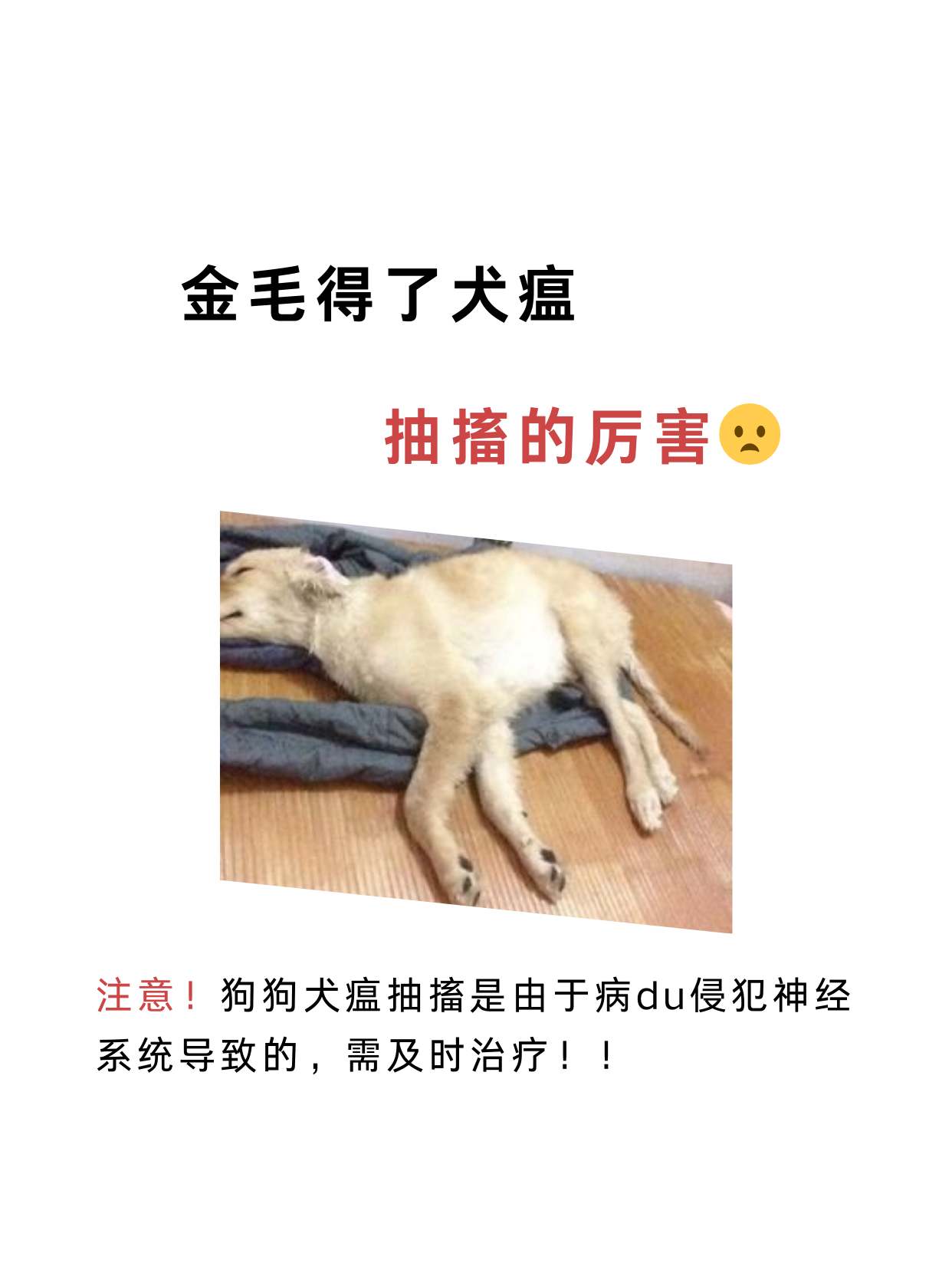 狗狗假性犬瘟图片