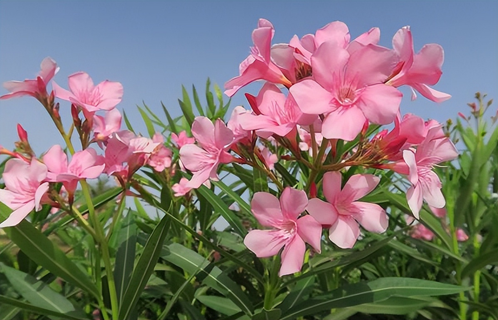 夹竹桃,又名红花夹竹桃,欧洲夹竹桃,是夹竹桃科夹竹桃属的一种常绿