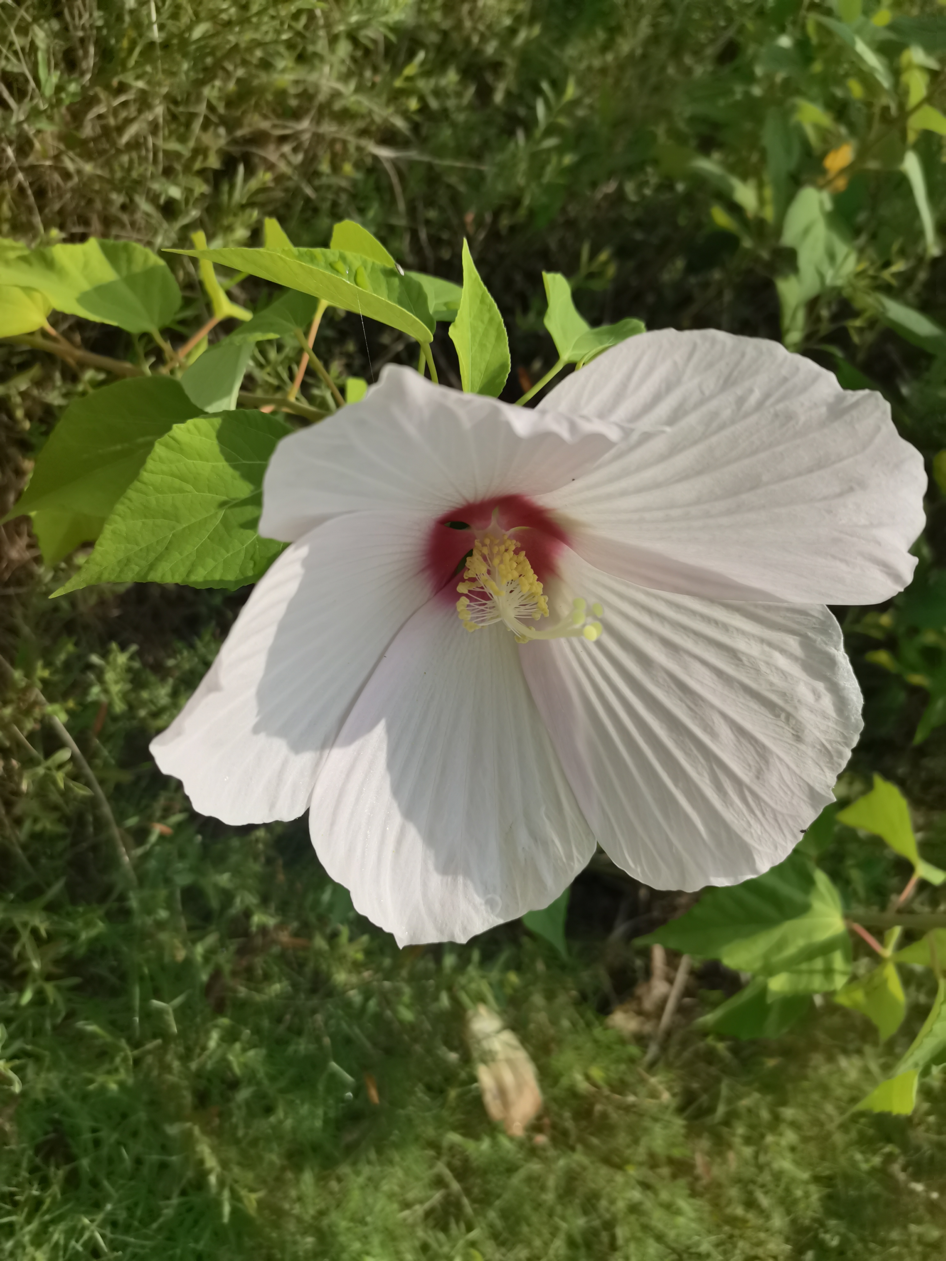 大花秋葵是秋葵吗?20多厘米的花头和我手掌一样大,你认识它吗