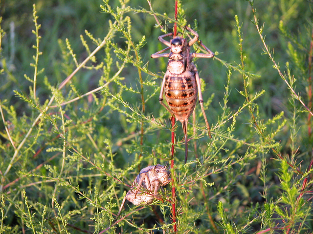 第一次见到"山叫驴"吓我一跳,有四五个蝈蝈那么大