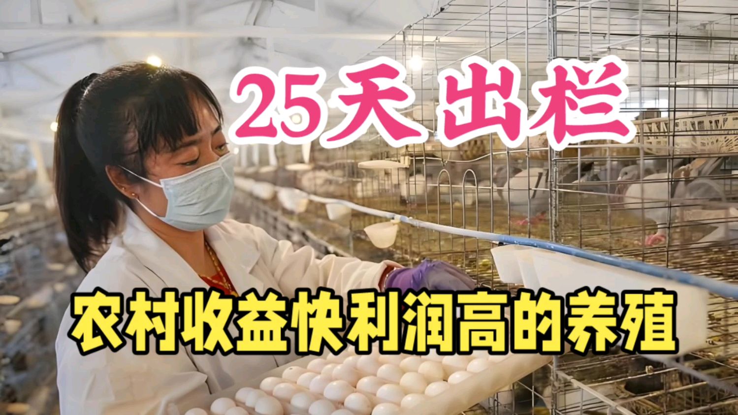 25天就可卖,1年可卖10次,1年出栏30000对,年入100万很轻松