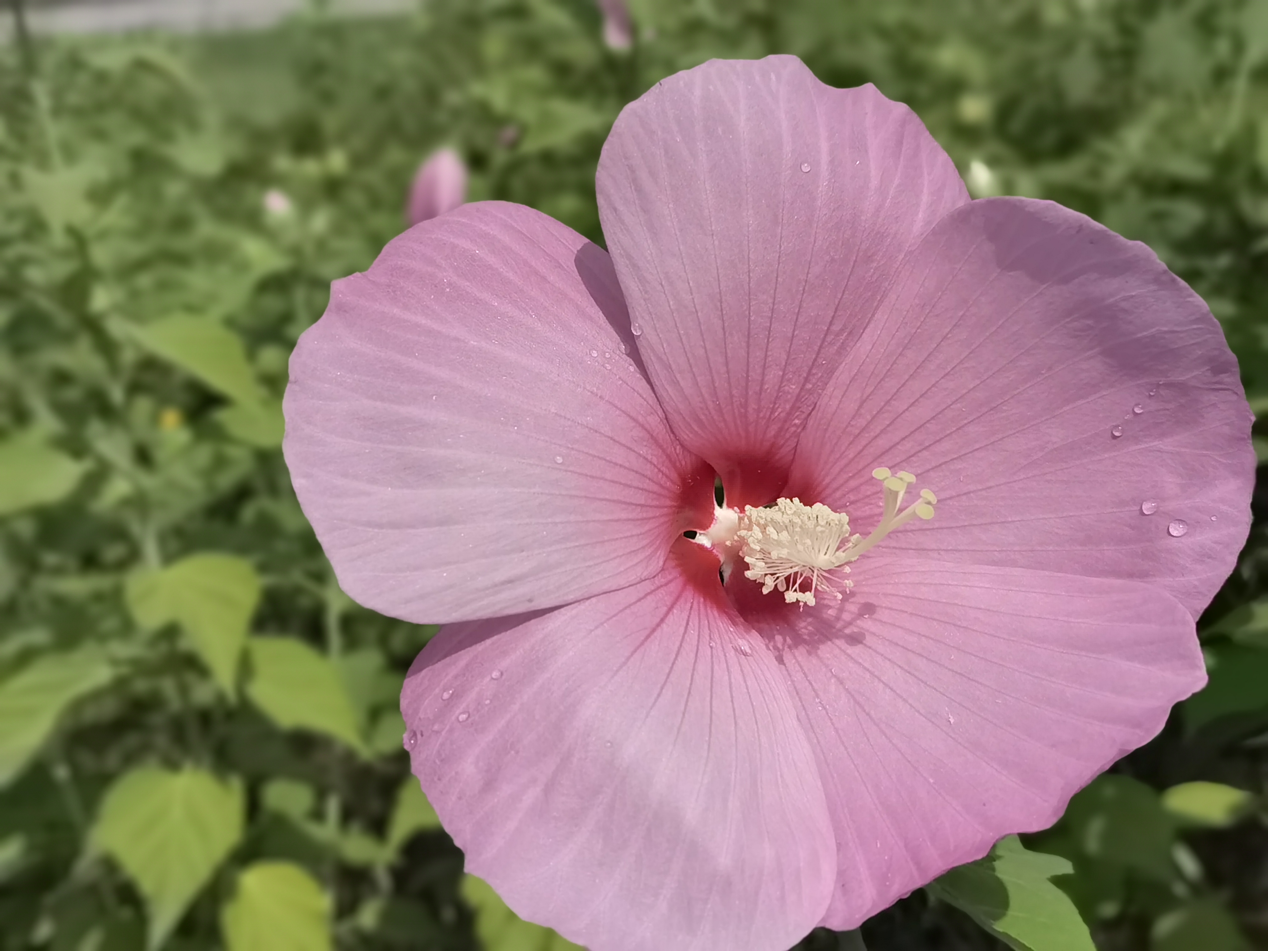 大花秋葵是秋葵吗?20多厘米的花头和我手掌一样大,你认识它吗