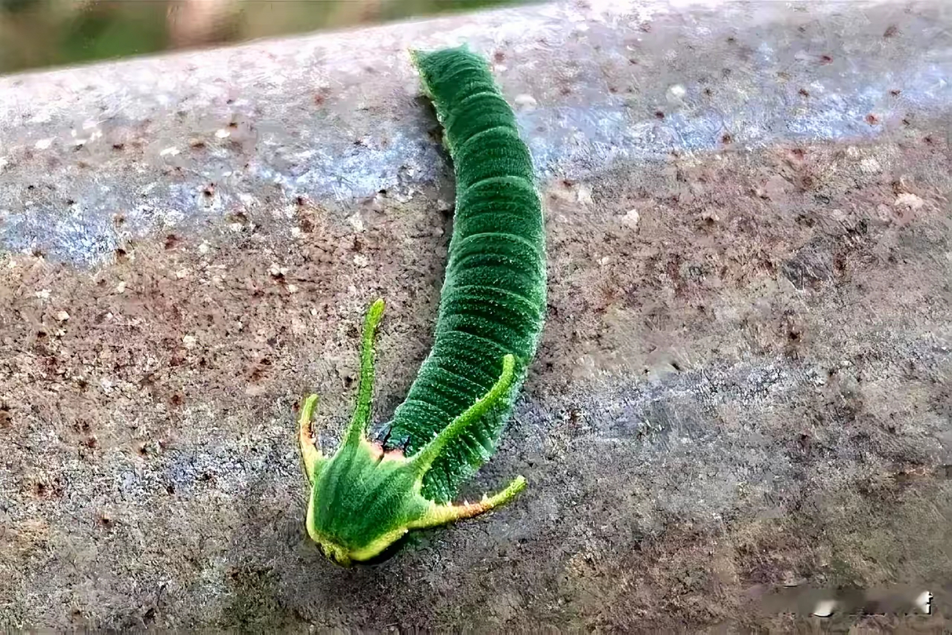 钱龙虫图片