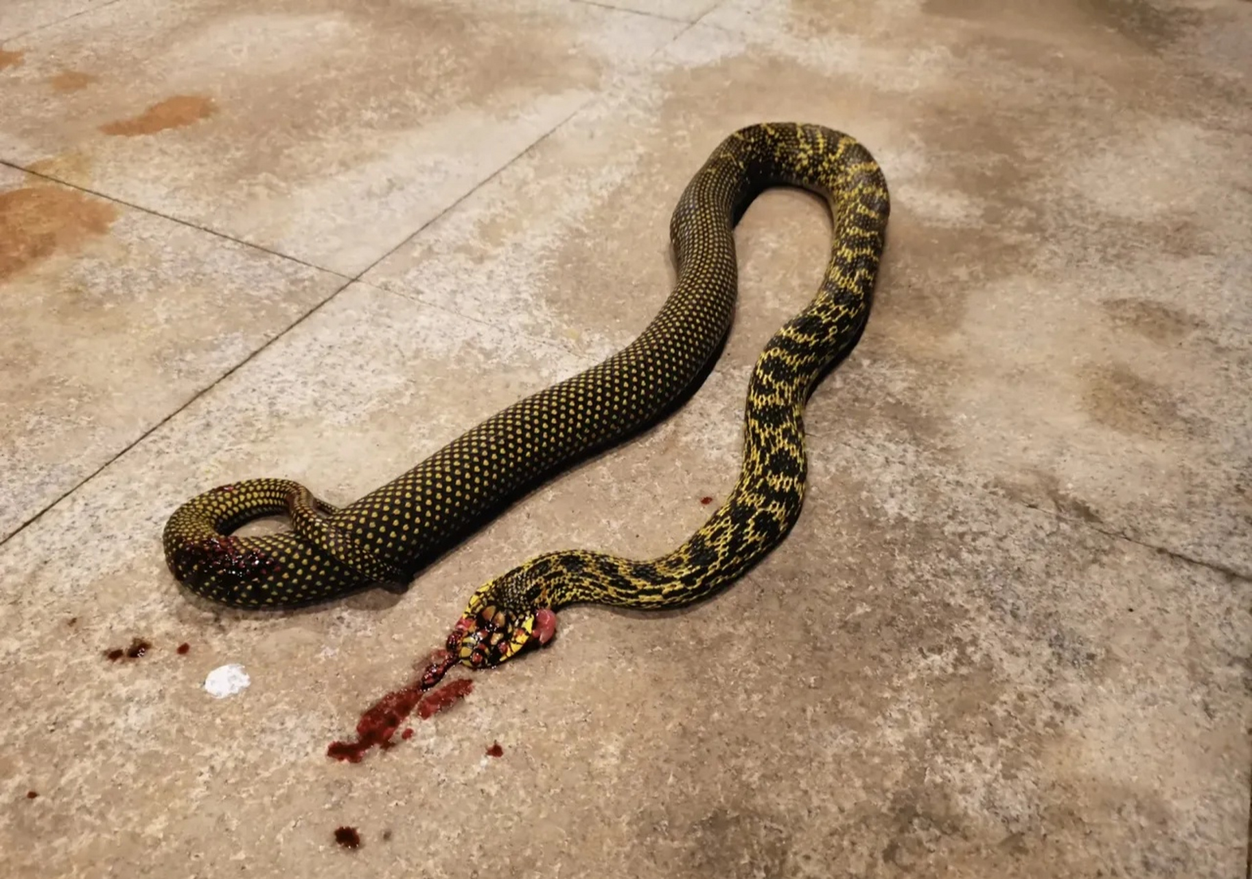 刚刚在院子里散步突然发现一条蛇要来咬我,幸亏打死了,大家帮忙看看这