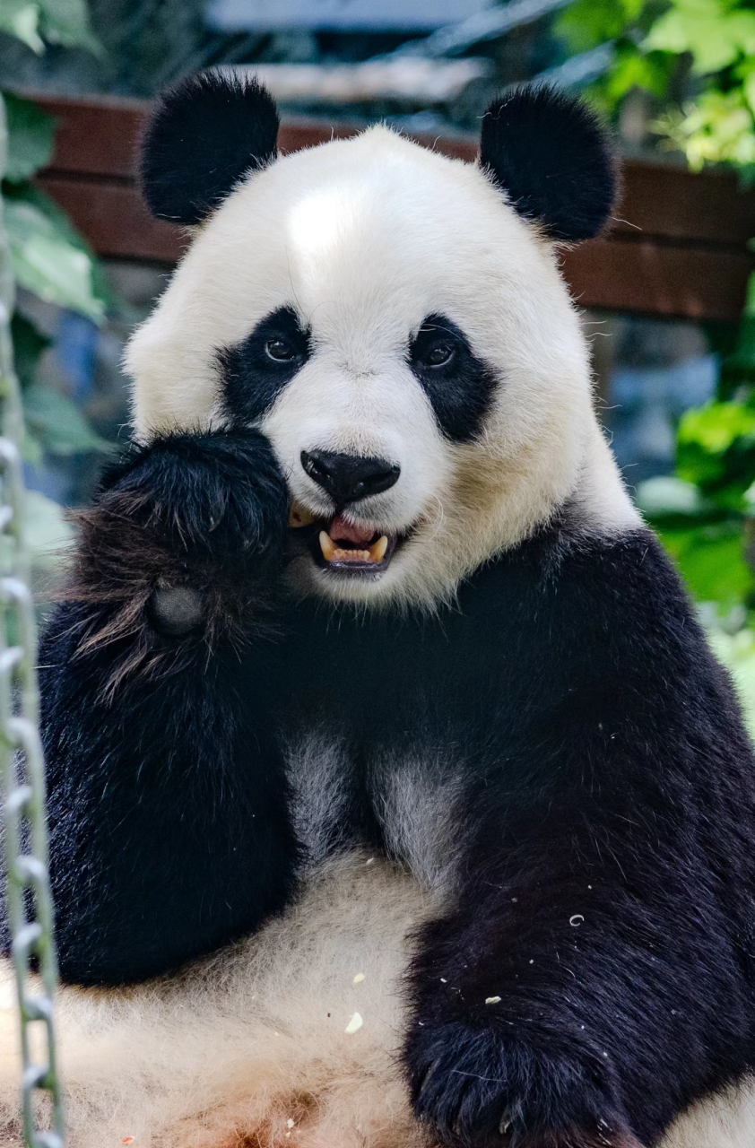 秀气美貌的小白天!小白天真的是那种,一眼就能看出来是女熊的熊猫!