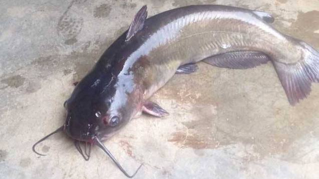 怎么区分梭边鱼和鲶鱼?