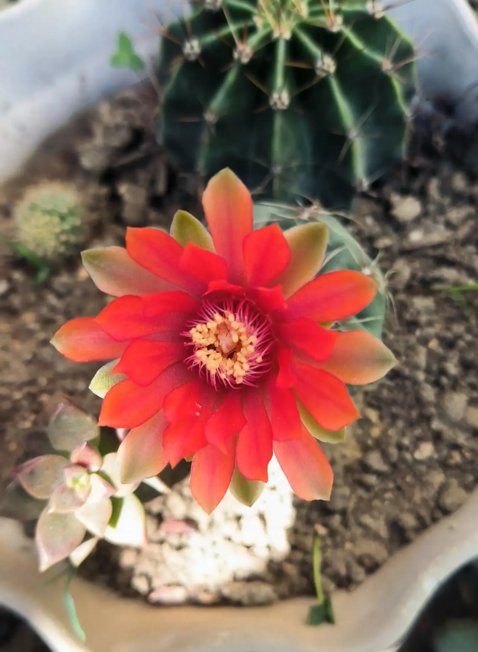 绯花玉是仙人掌科,裸萼球属多肉植物,植株呈扁球形,表皮墨绿色,刺