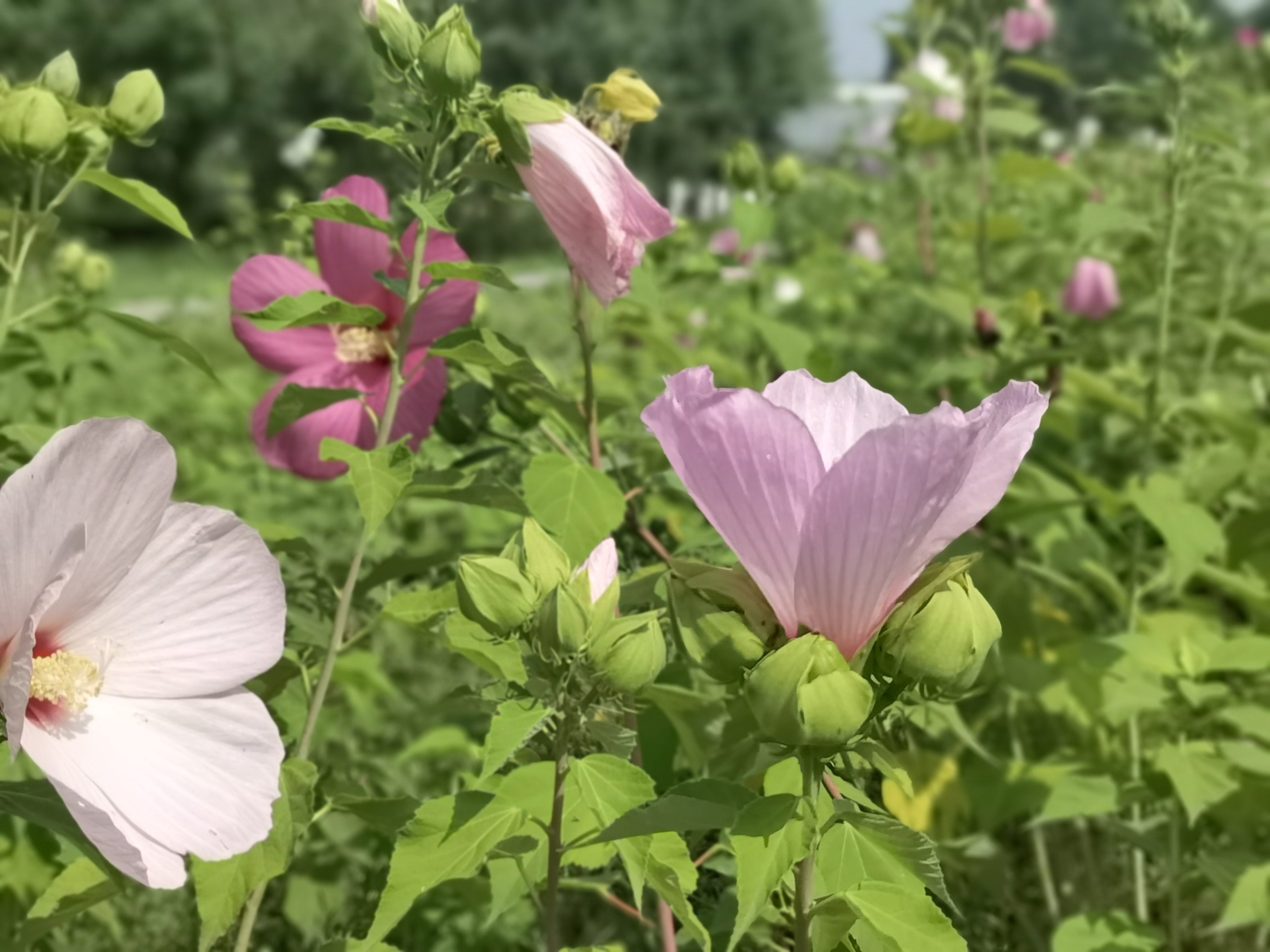大花秋葵是秋葵吗?20多厘米的花头和我手掌一样大,你认识它吗
