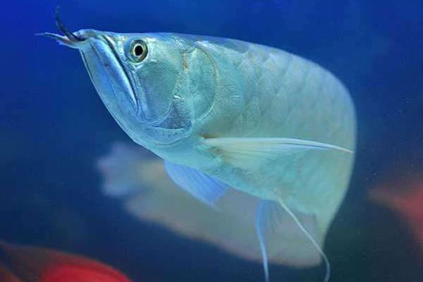 银龙鱼不吃食怎么回事,如果不吃食的话怎么办?