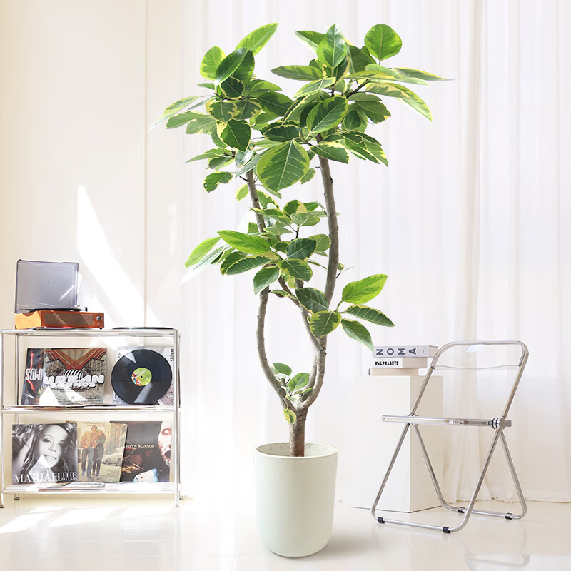 黄金榕的养殖方法和注意事项?盆栽种植攻略:让绿意盎然你的家