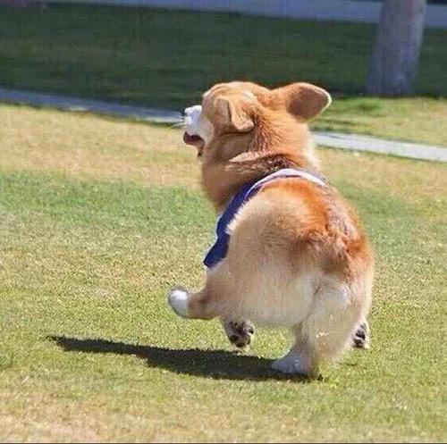 这些"小短腿"们,萌得我心都要化了!