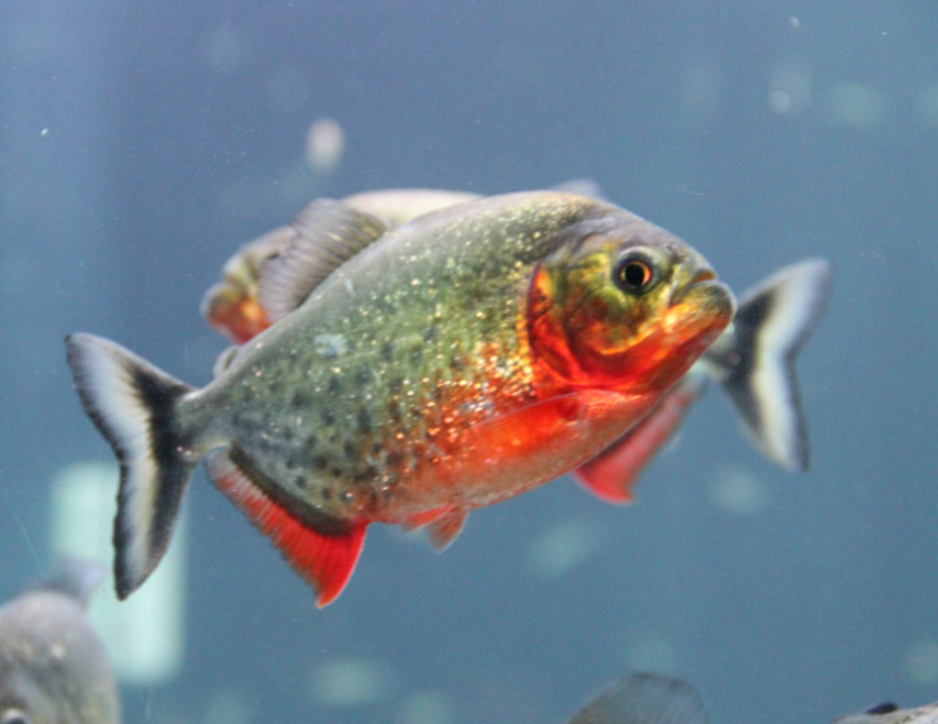 想要养好红腹水虎鱼一定要注意这几点