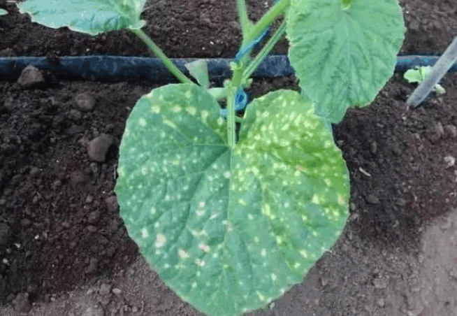 哈密瓜枯萎病,细菌性角斑病危害症状,及防治方法