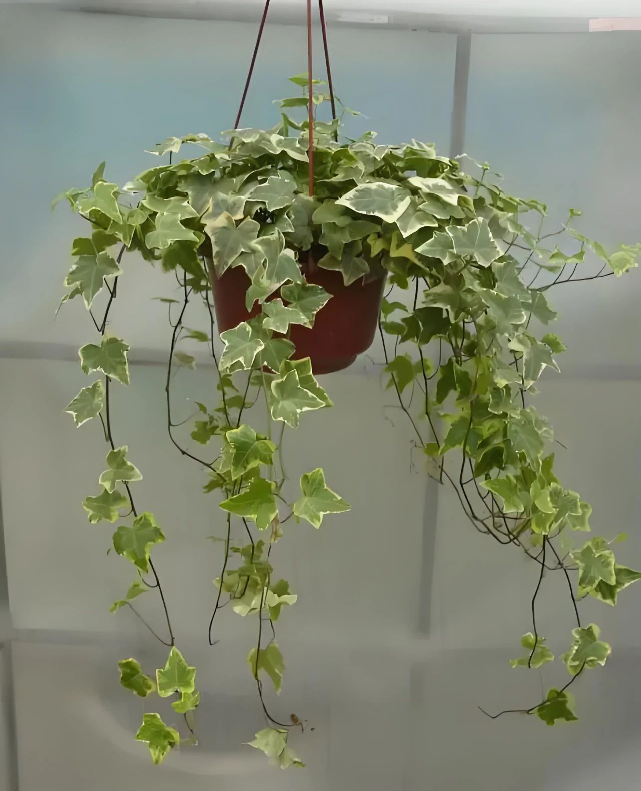 常青藤的养殖方法和注意事项:新手也能轻松驾驭的绿意盎然