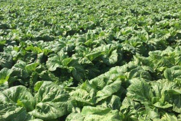 儿菜种植技术,需肥量大需及时追肥