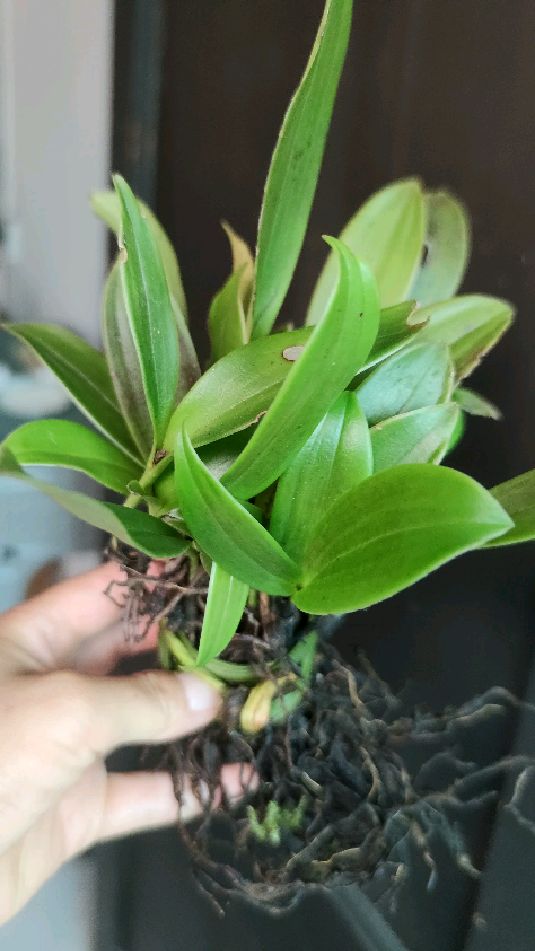 马蹄兰叶质漂亮,贵州大山里的宝贝多多