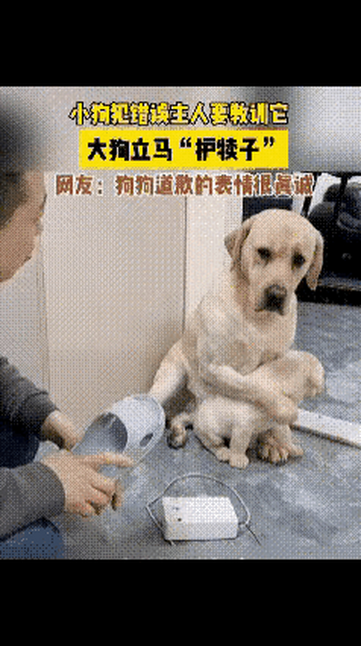 哈哈,这只拉布拉多护犊子的动作和表情,简直可以封神了[赞][赞][赞]